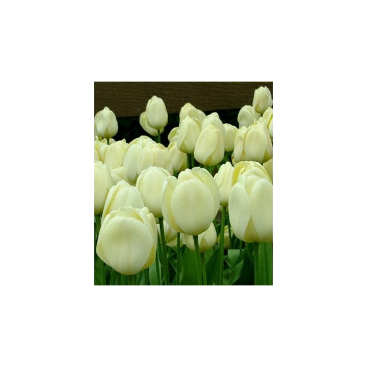 Strong Creme - 5 bulbi