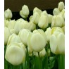Strong Creme - 5 bulbi