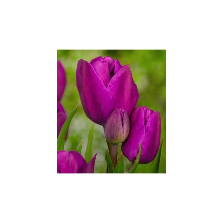 Purple Bouqette - 5 bulbi