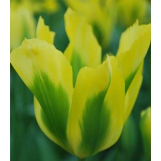 Yellow Springgreen - 5 bulbi