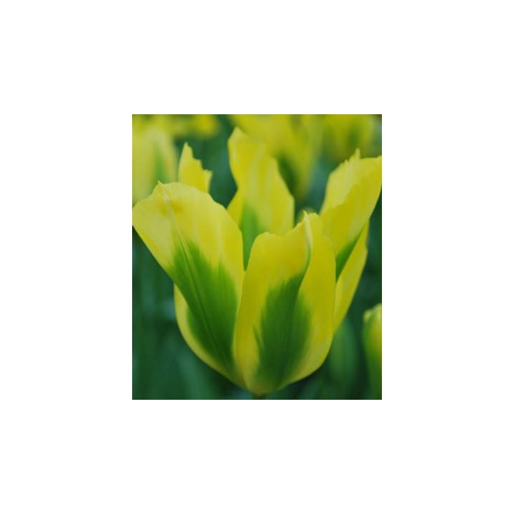 Yellow Springgreen - 5 bulbi