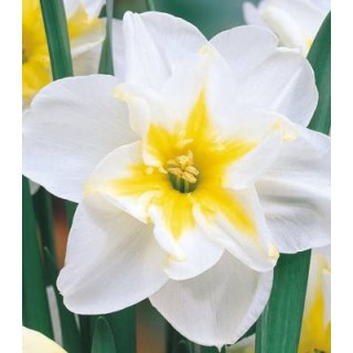Narcise Lemon Beauty, 5 bulbi