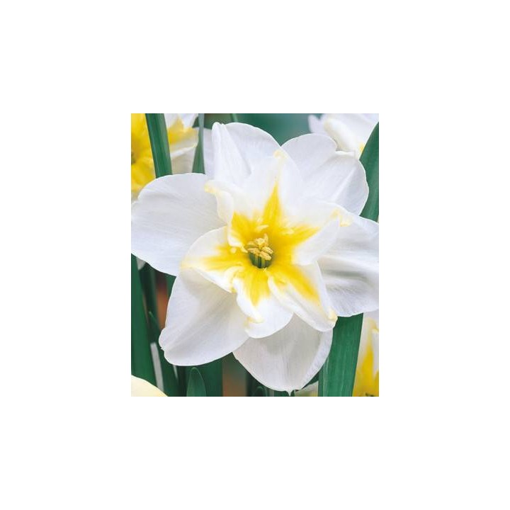 Narcise Lemon Beauty, 5 bulbi