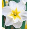 Narcise Lemon Beauty, 5 bulbi