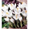 Bulbi de crocus Jeanne D Arc
