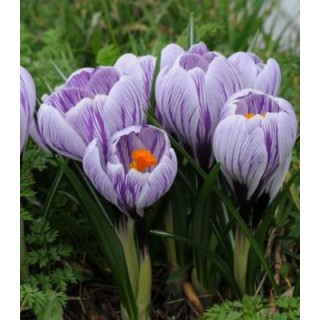 Crocus Pickwick, 10 bulbi