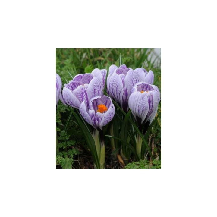 Crocus Pickwick, 10 bulbi