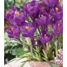 Crocus Flower Record