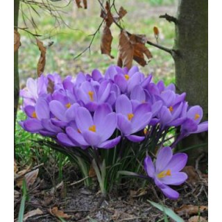 Crocus Grand Matre