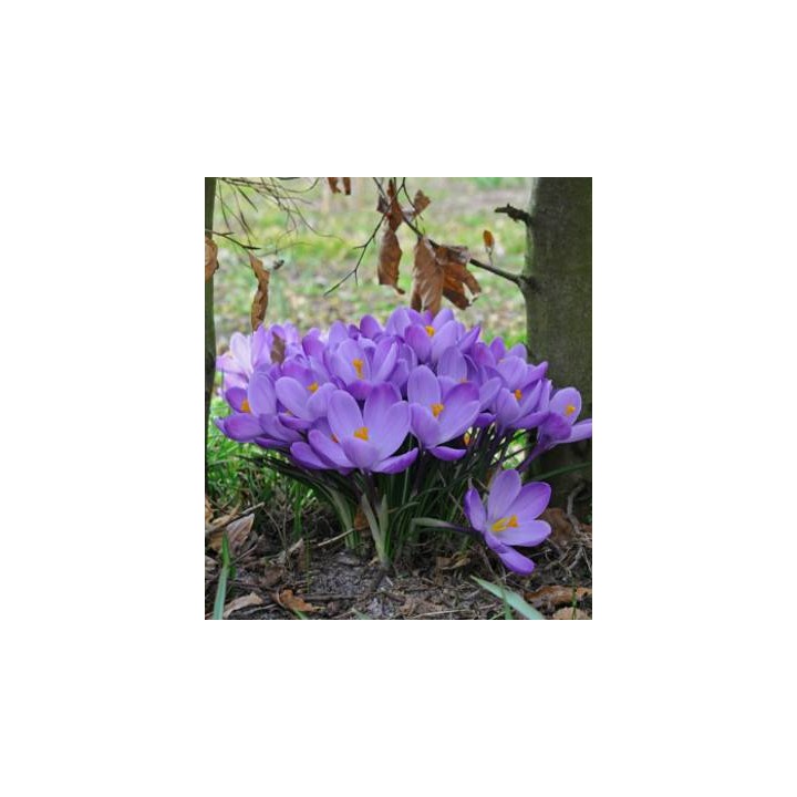 Crocus Grand Matre