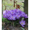 Crocus Grand Matre