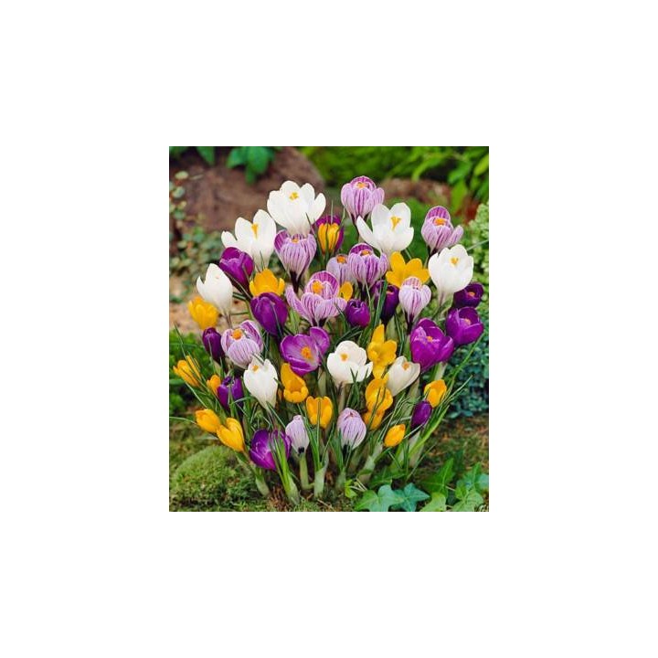 Bulbi de crocus la pachete mari