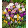 Bulbi de crocus la pachete mari