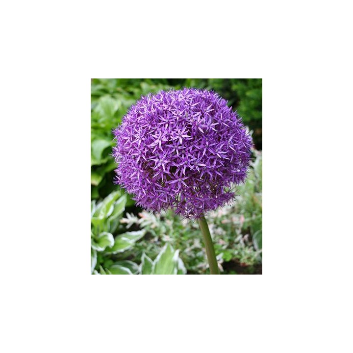 Allium Globemaster, 1 bulb