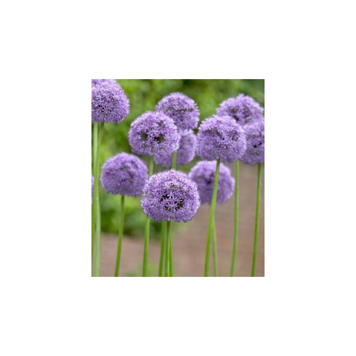Allium Gladiator - 1 bulb