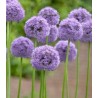 Allium Gladiator - 1 bulb