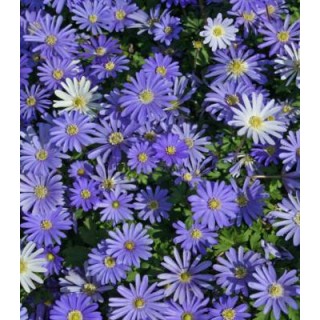 Anemone Blue Shades