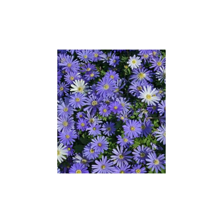 Anemone Blue Shades