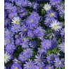 Anemone Blue Shades