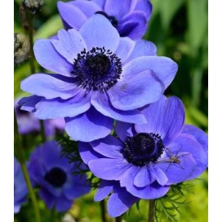 Anemone Mr. Fokker