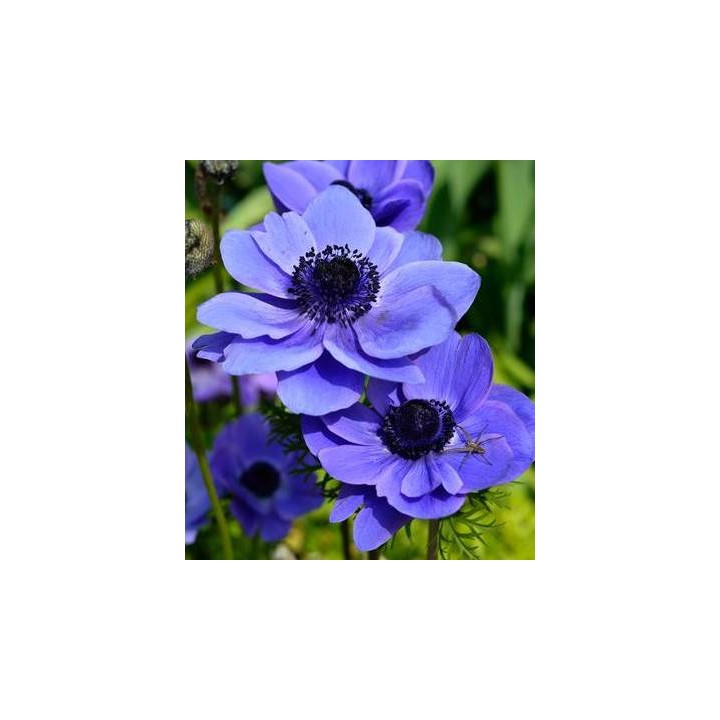 Anemone Mr. Fokker