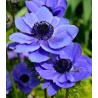 Anemone Mr. Fokker