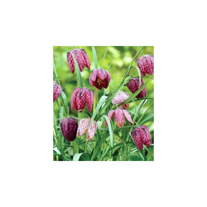 Fritillaria meleagris mix 10 bulbi