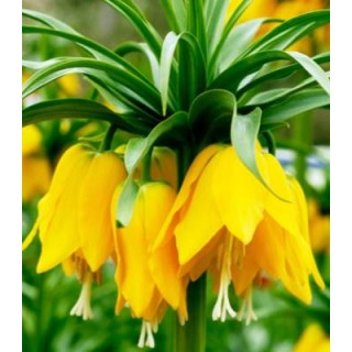 Fritillaria imperialis Lutea