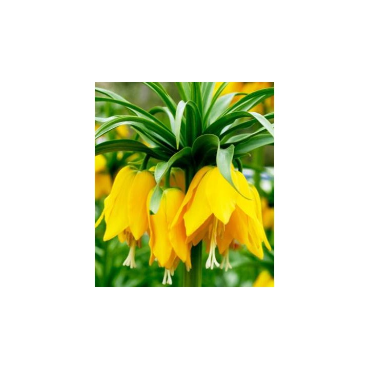 Fritillaria imperialis Lutea