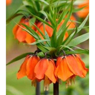 Bulbi Fritillaria Aurora, 1 bulb