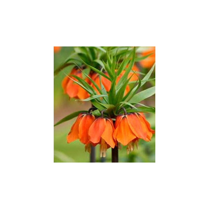 Bulbi Fritillaria Aurora, 1 bulb
