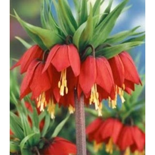 Fritillaria Imperialis Rubra, 1bulb