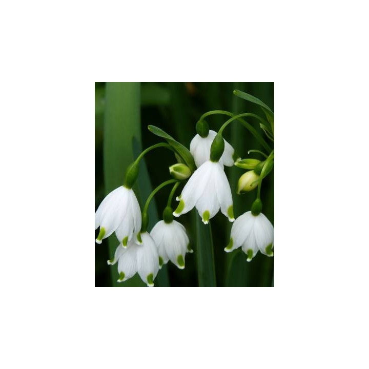 Bulbi de Leucojum Aestivum, ghiocei, 5 bulbi
