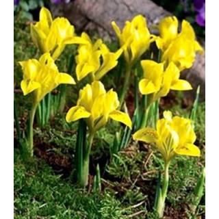 Iris danfordiae