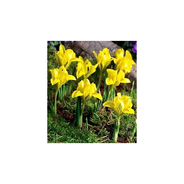 Iris danfordiae