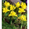 Iris danfordiae