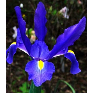 Iris Blue Diamond