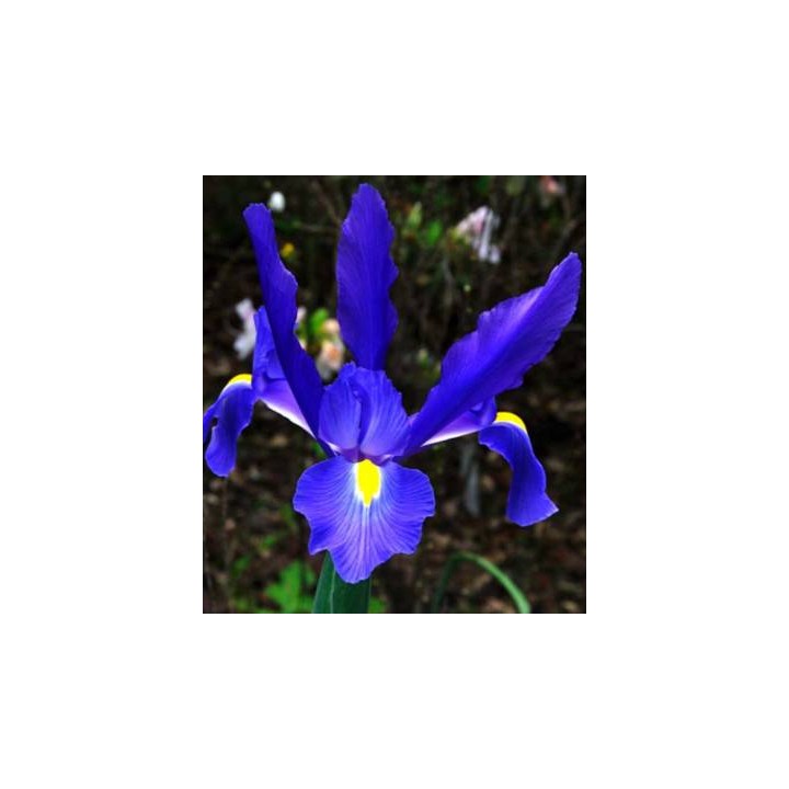 Iris Blue Diamond