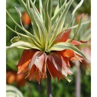 Fritillaria imerialis Argenteova