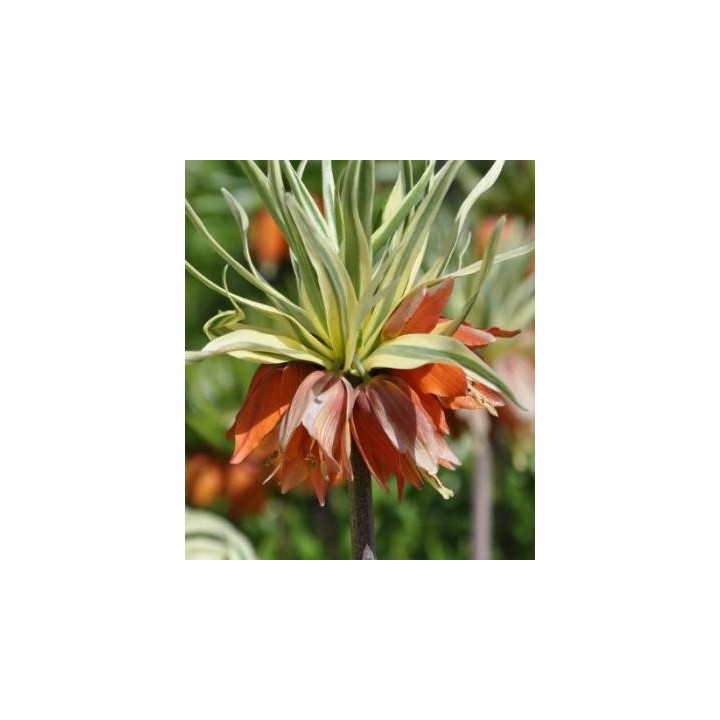 Fritillaria imerialis Argenteova