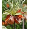 Fritillaria imerialis Argenteova