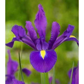 Iris Purple Sensation