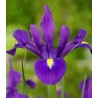 Iris Purple Sensation