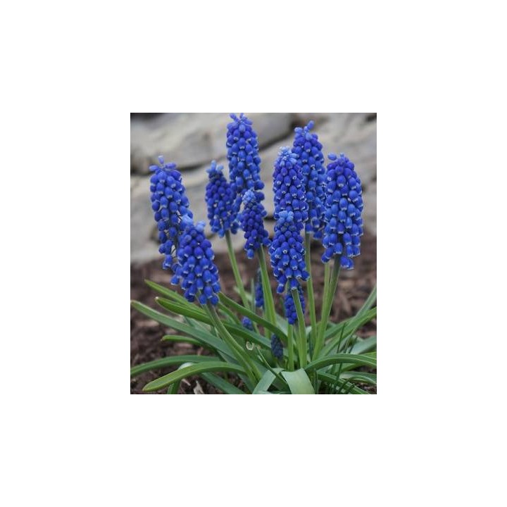 Muscari Armeniacum, 15 bulbi