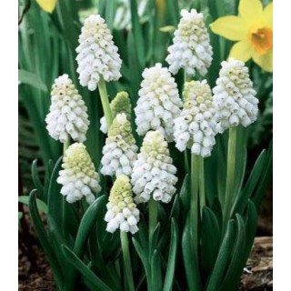 Muscari White Magic - 10 bulbi