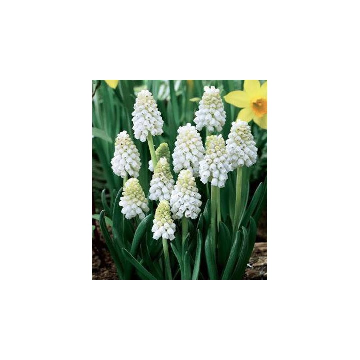 Muscari White Magic - 10 bulbi