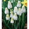 Muscari White Magic - 10 bulbi