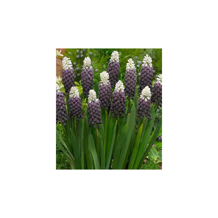 Muscari Grape Ice