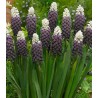 Muscari Grape Ice