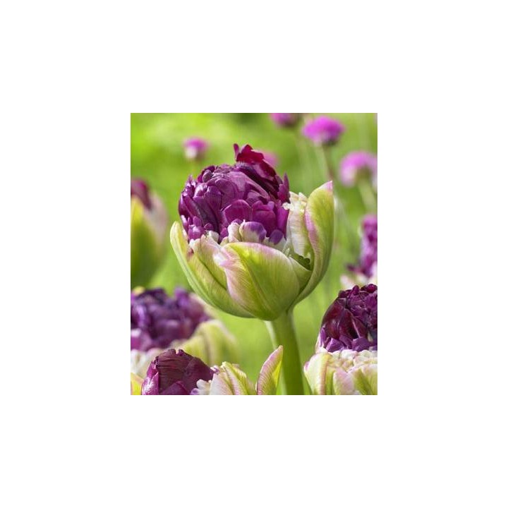 Purple Peony (5 bulbi)
